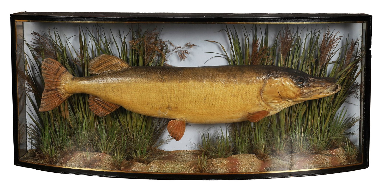 TAXIDERMY PIKE, 20LB, CAUGHT FEBRUARY 1892 (1 of 1)