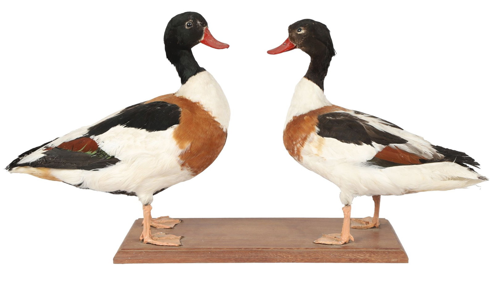TAXIDERMY GROUP OF TWO DUCKS ON WOODEN BASE (1 of 3)
