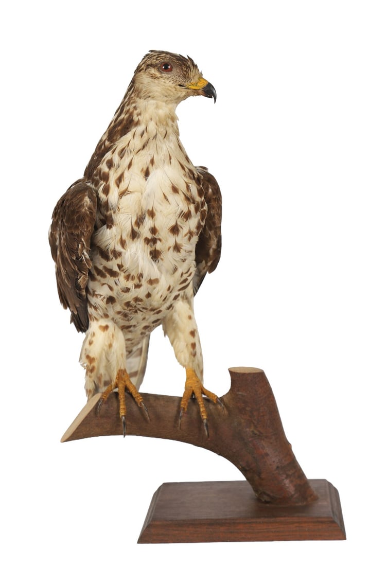 TAXIDERMY BUZZARD: Mounted as a bird of prey, perched on a naturalistic base. TAXIDERMY