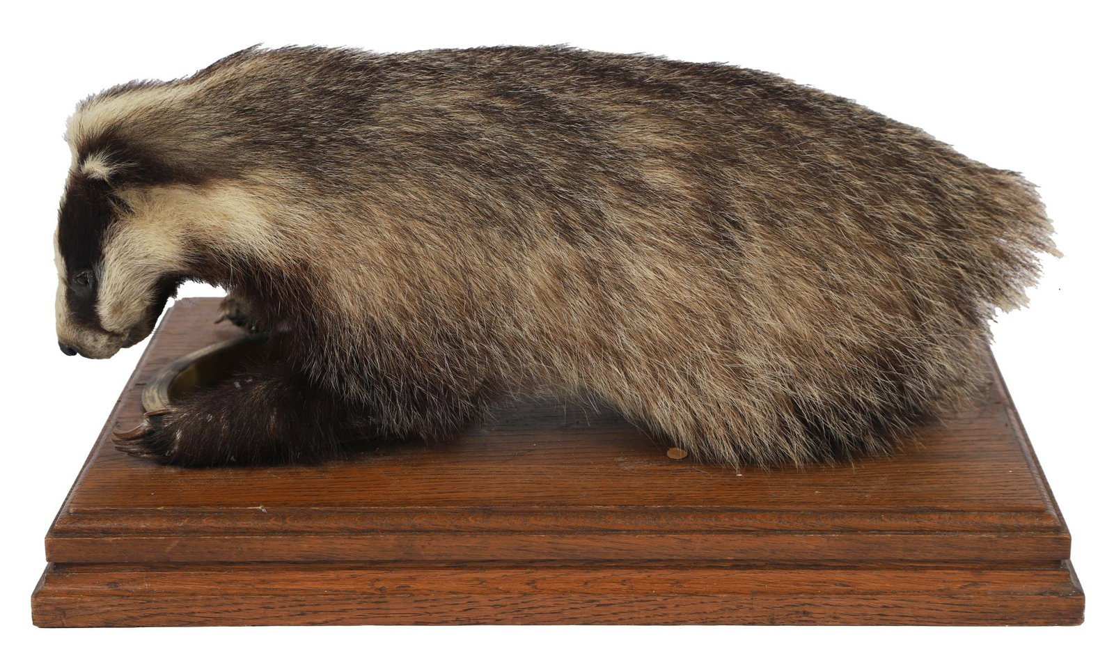 TAXIDERMY BADGER MOUNTED HOLDING BRASS CARD TRAY: A taxidermy badger, realistically modelled and mounted on a shaped wooden base, holding a brass card tray. TAXIDERMY