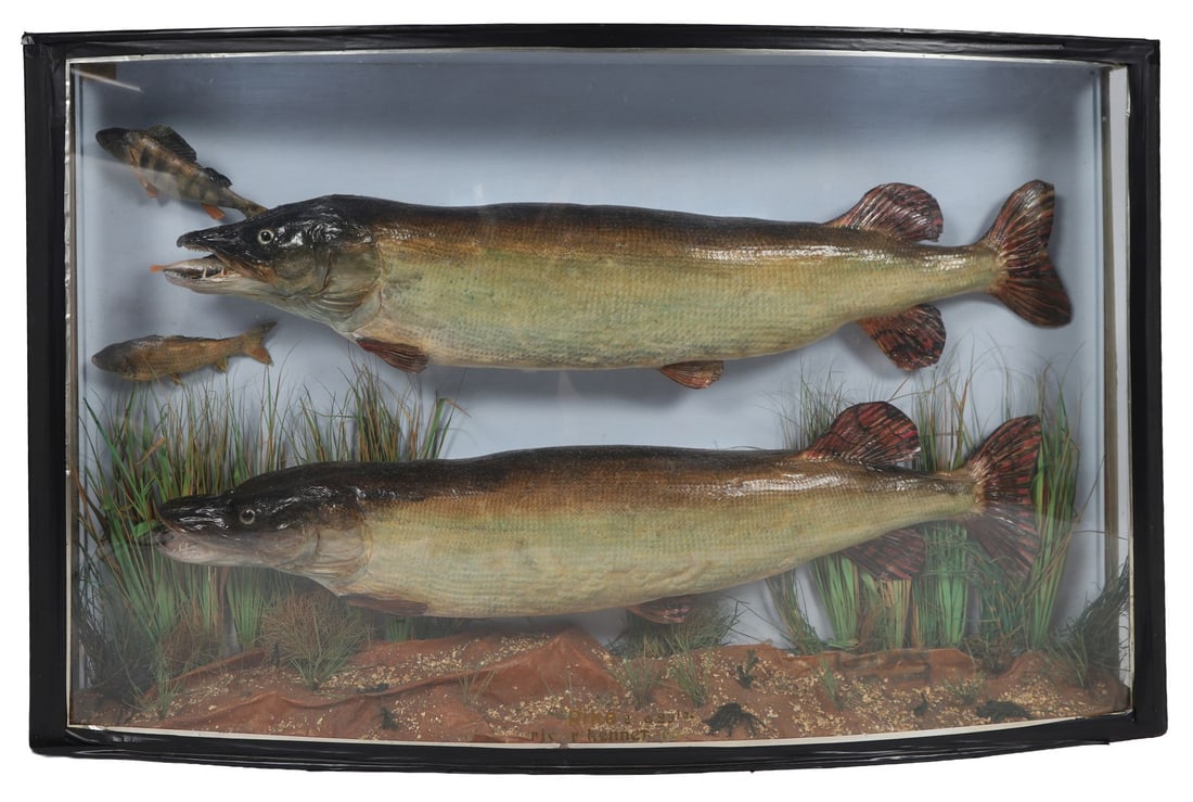 TAXIDERMY GROUP OF TWO PIKE: Mounted within a bowfront glazed case, the fish arranged against a naturalistic background of reeds and stones. TAXIDERMY