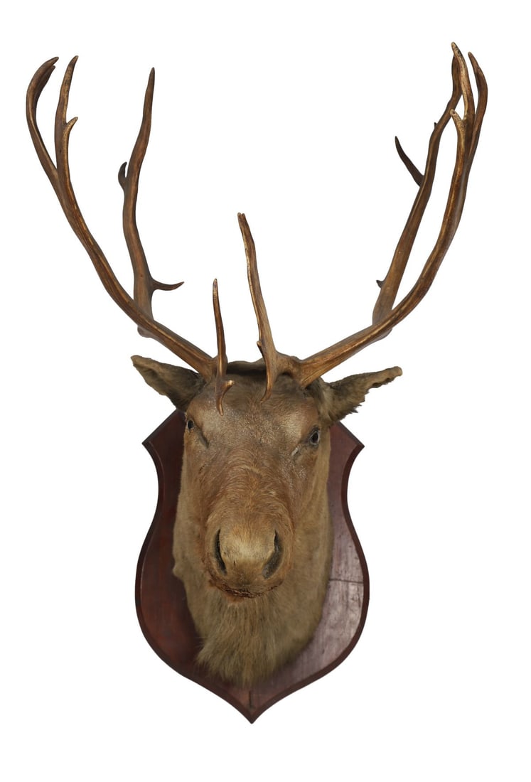 TAXIDERMY RED DEER STAG’S HEAD: Mounted on a shaped hardwood shield. TAXIDERMY