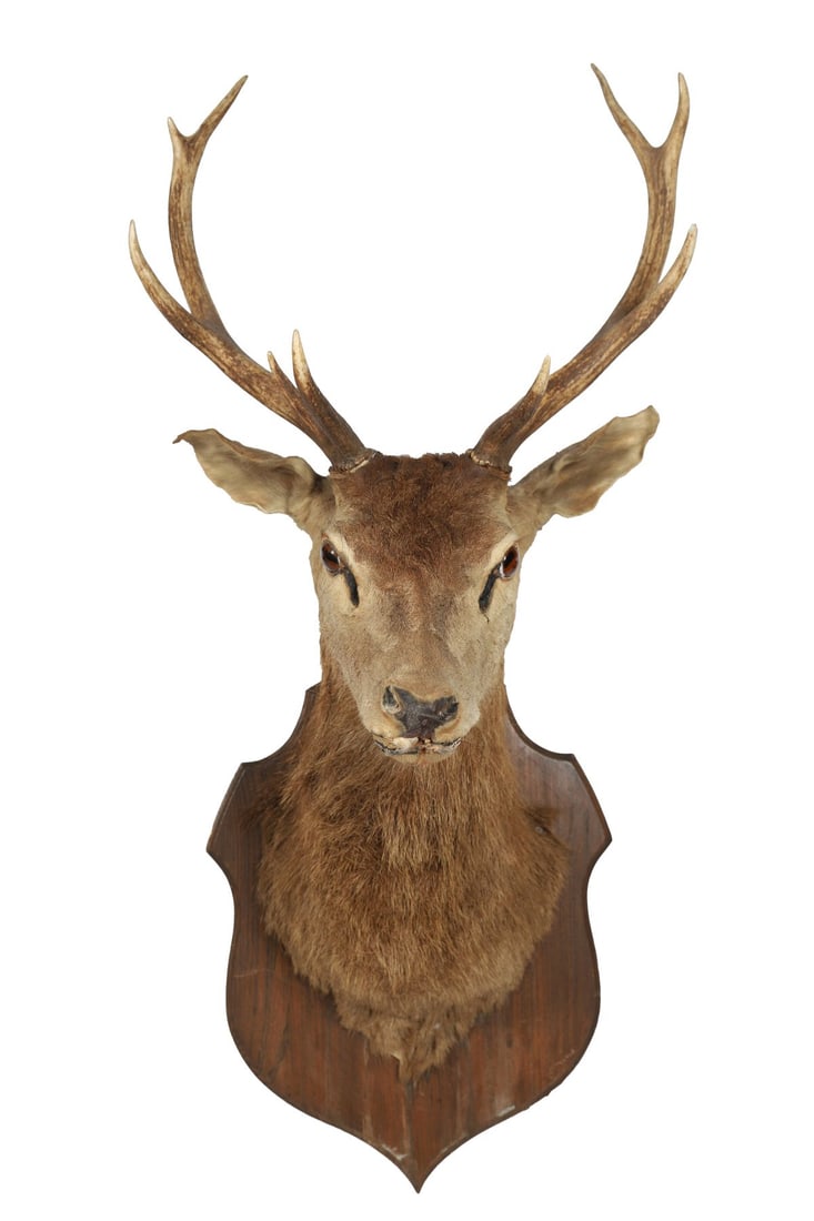TAXIDERMY STAG’S HEAD AND ANTLERS. (1 of 2)
