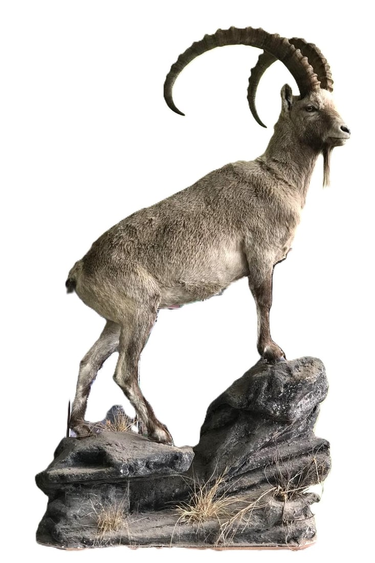 TAXIDERMY: IRISH MOUNTAIN GOAT: Mounted full-body in standing pose on a faux rock base. TAXIDERMY