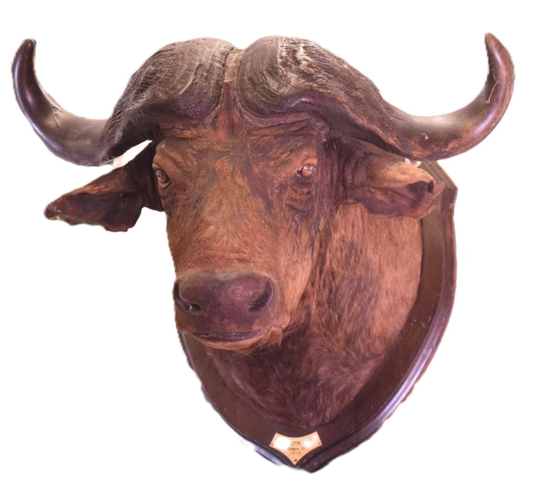 TAXIDERMY: TROPHY BUFFALO HEAD: MOUNTED ON MAHOGANY SHIELD, with plaque Longenette river Dec. 21st 1913. TAXIDERMY