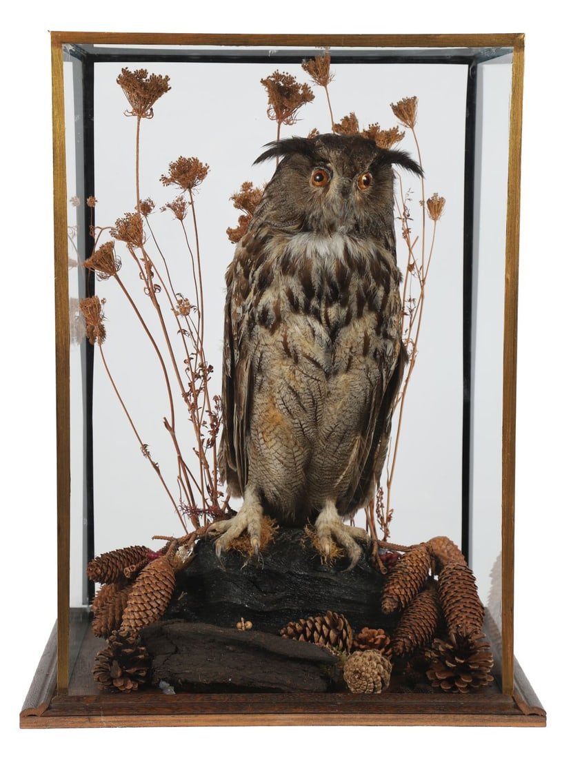 TAXIDERMY OWL IN GLASS DISPLAY CASE: Mounted naturalistically with foliage and pinecones within a glazed case. TAXIDERMY