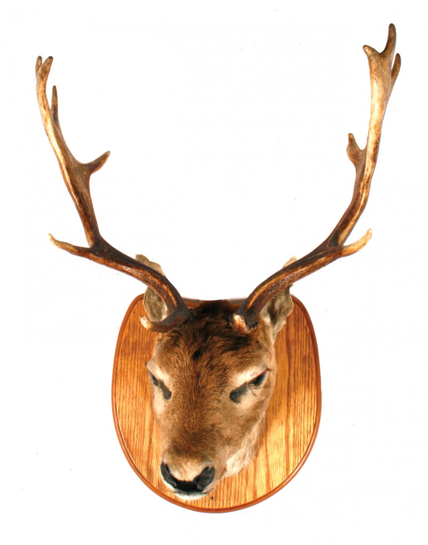 Mounted deer trophy: Mounted deer trophy 70 cm. high