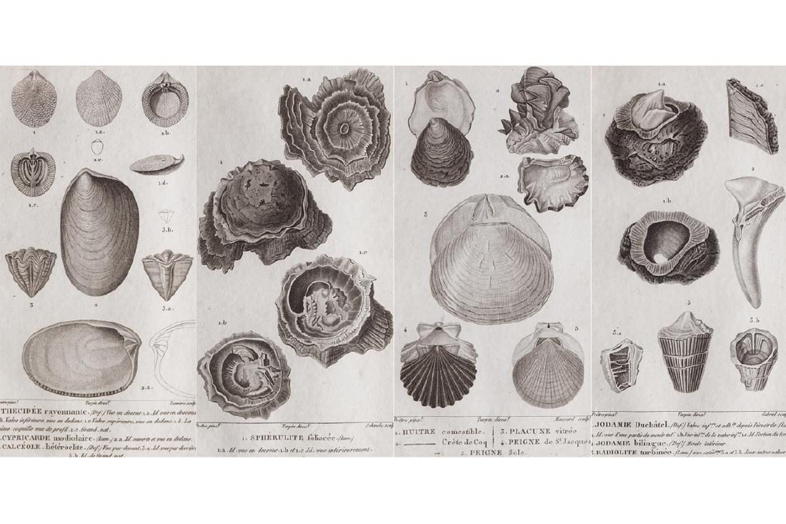 EIGHTEENTH-CENTURY STUDY OF SEA SHELLS (1 of 1)