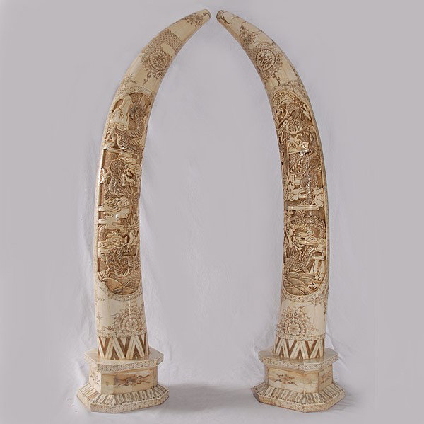 PAIR - HAND CARVED BONE TUSKS: PAIR - HAND CARVED BONE TUSKS - VERY INTRICATE CHINESE DRAGON CARVING - MINT CONDITION - ESTATE - 40"H