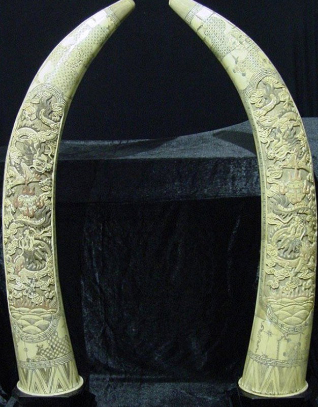 LG. PAIR OF HAND CARVED TUSKS: HAND CARVED BONE TUSKS - VERY INTRICATE - 82 INCHES IN HEIGHT - VERY WELL MAINTAINED - VERY GOOD CONDITION