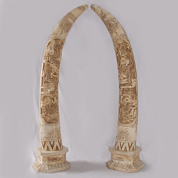 PAIR - HAND CARVED BONE TUSKS: PAIR - HAND CARVED BONE TUSKS - VERY INTRICATE CHINESE DRAGON CARVING - MINT CONDITION - ESTATE - 40"H