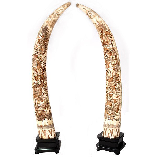 PAIR "MYTHOLOGY" HAND CARVED BONE TUSKS: PAIR "MYTHOLOGY" HAND CARVED BONE TUSKS - BEAUTIFULLY MAINTAINED - 60"H - GREAT DETAIL - MINT