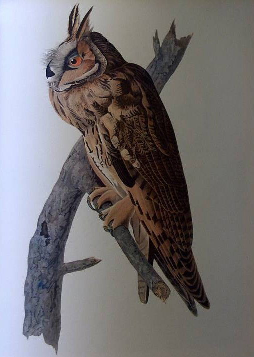AUDUBON "LONG-EARED OWL" - 1937 - By John J Audu: AUDUBON "LONG-EARED OWL" - 1937 - By John J Audubon - - Printed in 1937 - 1st Edition Printing - FRAMED - 9" x 12.5" (IMAGE) - Excellent Condition