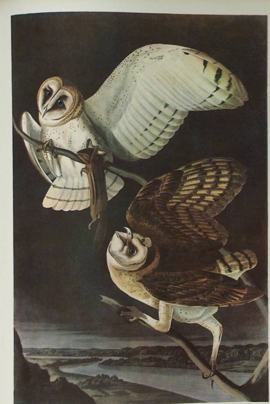 AUDUBON "BARN OWL" - 1937 - By John J Audubon: AUDUBON "BARN OWL" - 1937 - By John J Audubon - - Printed in 1937 - 1st Edition Printing - FRAMED - 9" x 12.5" (IMAGE) - Excellent Condition