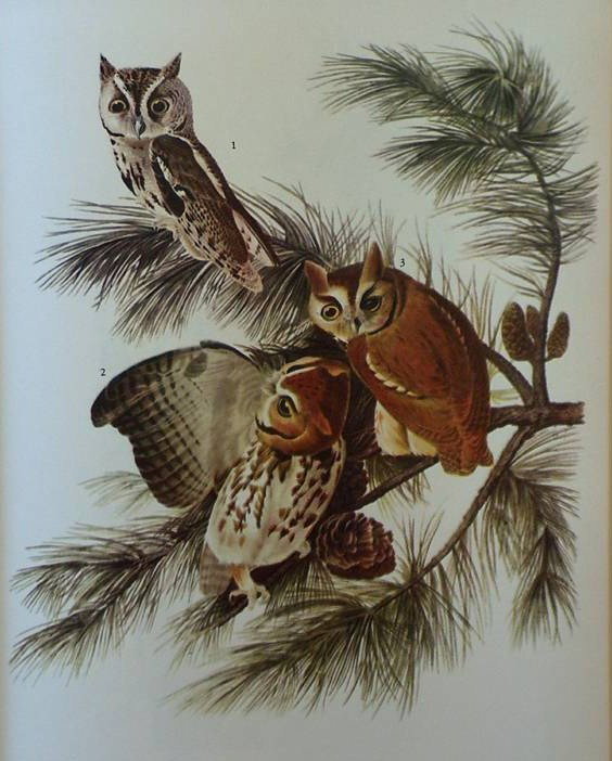 AUDUBON "SCREECH OWL" - 1937 - By John J Audubon: AUDUBON "SCREECH OWL" - 1937 - By John J Audubon - - Printed in 1937 - 1st Edition Printing - FRAMED - 9" x 12.5" (IMAGE) - Excellent Condition