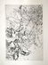499: Magdeleine Vessereau original etching