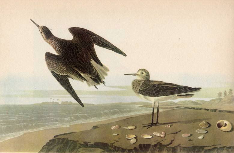 AUDUBON "WHITE RUMPED SANDPIPER" - 1937 LITHOGRAPH: AUDUBON "WHITE RUMPED SANDPIPER" - 1937 FIRST EDITIION LITHOGRAPH BY JOHN J AUDUBON - PRINTED IN 1937 - 1ST EDITION PRINTING - PUBLISHER: MACMILLAN CO - PROFESSIONALLY FRAMED - SHEET SIZE 9" X 12.5" -