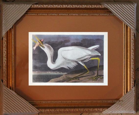 AUDUBON "GREAT WHITE HERON" - 1937 LITHOGRAPH: AUDUBON "GREAT WHITE HERON" - 1937 FIRST EDITIION LITHOGRAPH BY JOHN J AUDUBON - PRINTED IN 1937 - 1ST EDITION PRINTING - PUBLISHER: MACMILLAN CO - PROFESSIONALLY FRAMED - SHEET SIZE APPX 9"X12.5" - F