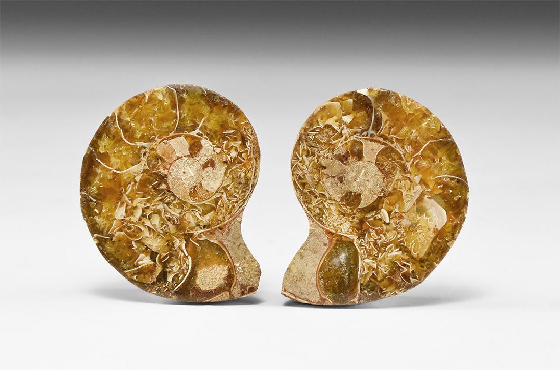 Cut and Polished Fossil Ammonite (1 of 1)