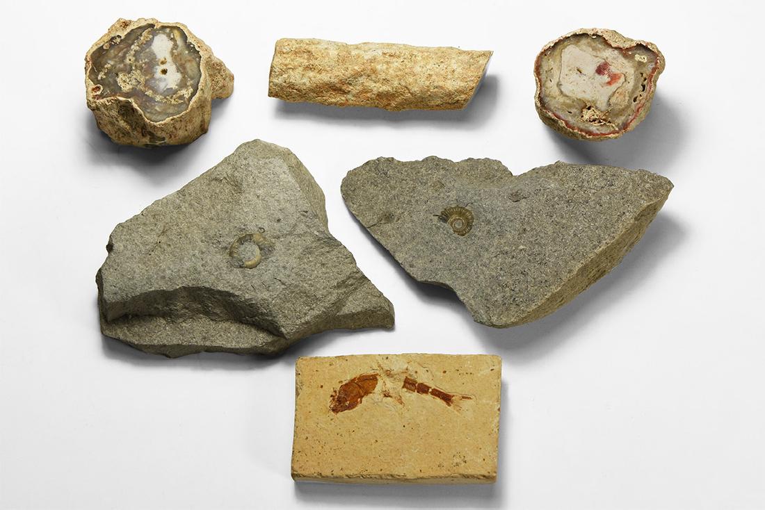Mixed Fossil Group (1 of 1)