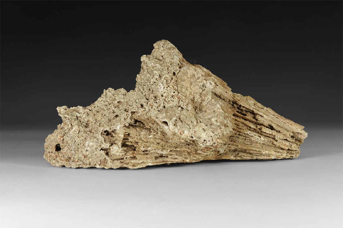 Fossil Coral Section (1 of 1)