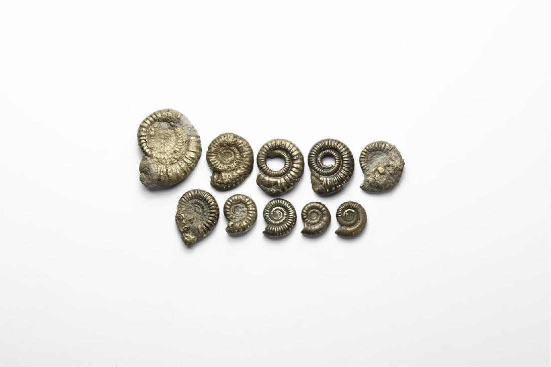 Pyrite Ammonite Group (1 of 1)