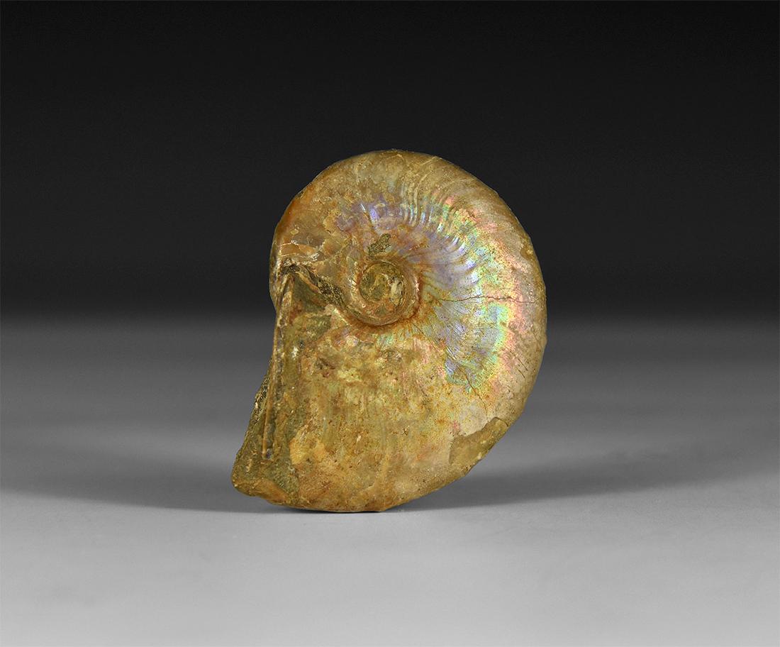 Rainbow Shell Fossil Ammonite (1 of 1)