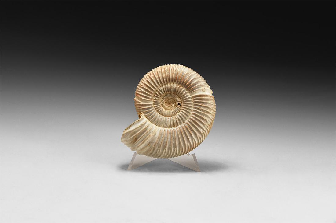 Perisphinctes Fossil Ammonite (1 of 1)