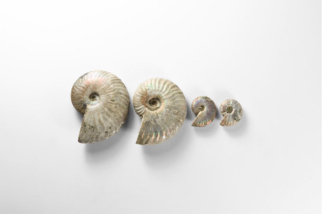 Iridescent Rainbow-Shell Ammonite Group (1 of 1)