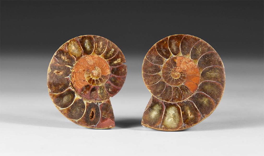 Cut and Polished Fossil Ammonite Pair (1 of 1)