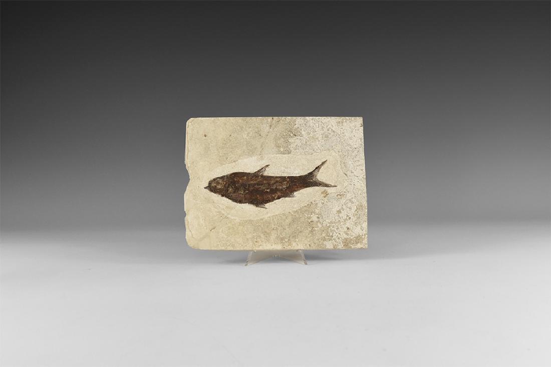 Natural History - Fossil Knightia alta Fish (1 of 1)