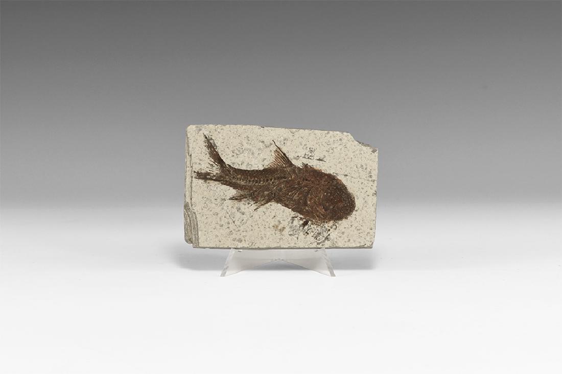 Natural History - Fossil Jianghanghichthys Fish (1 of 1)