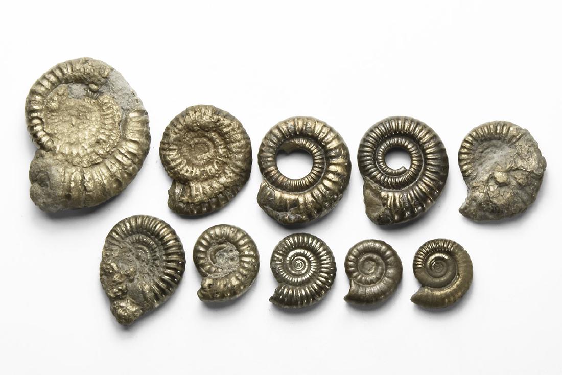 Natural History - Pyrite Ammonite Group (1 of 1)