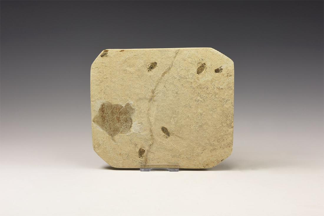 Natural History - Fossil Dragonfly Larvae (1 of 1)