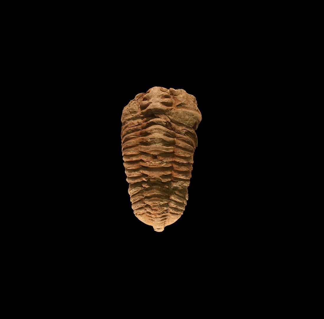 Natural History - Large Fossil Trilobite (1 of 1)