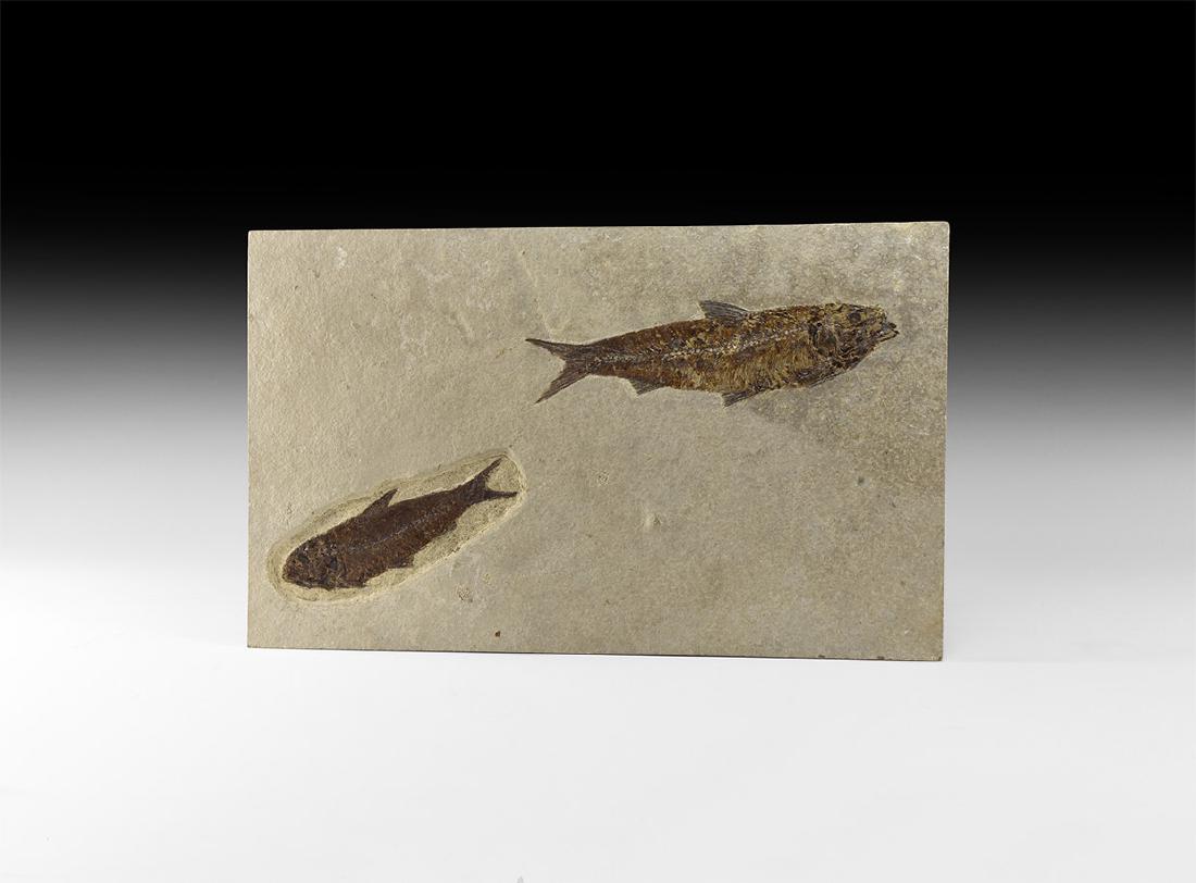Natural History - Knightia Fossil Fish Group (1 of 1)