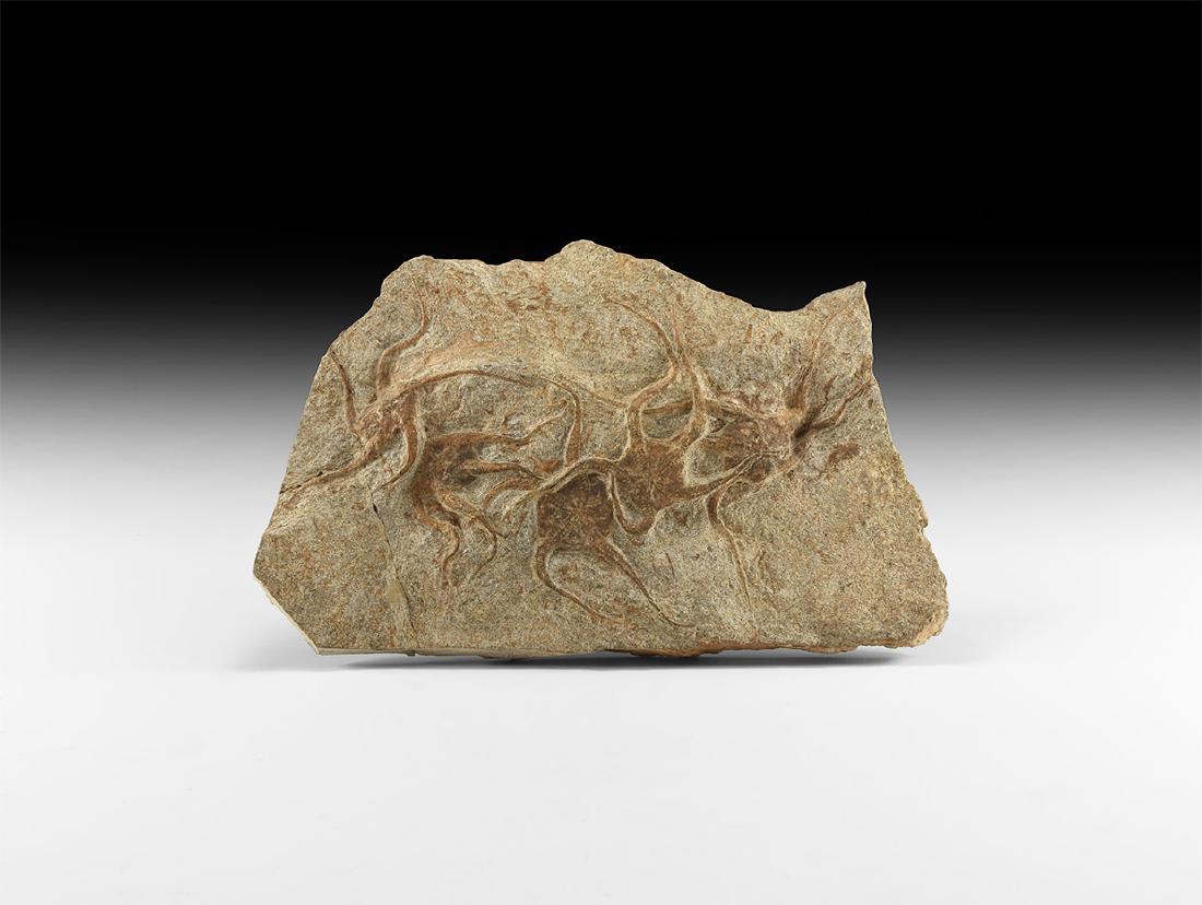 Natural History - Fossil Starfish Mortality Plate (1 of 1)