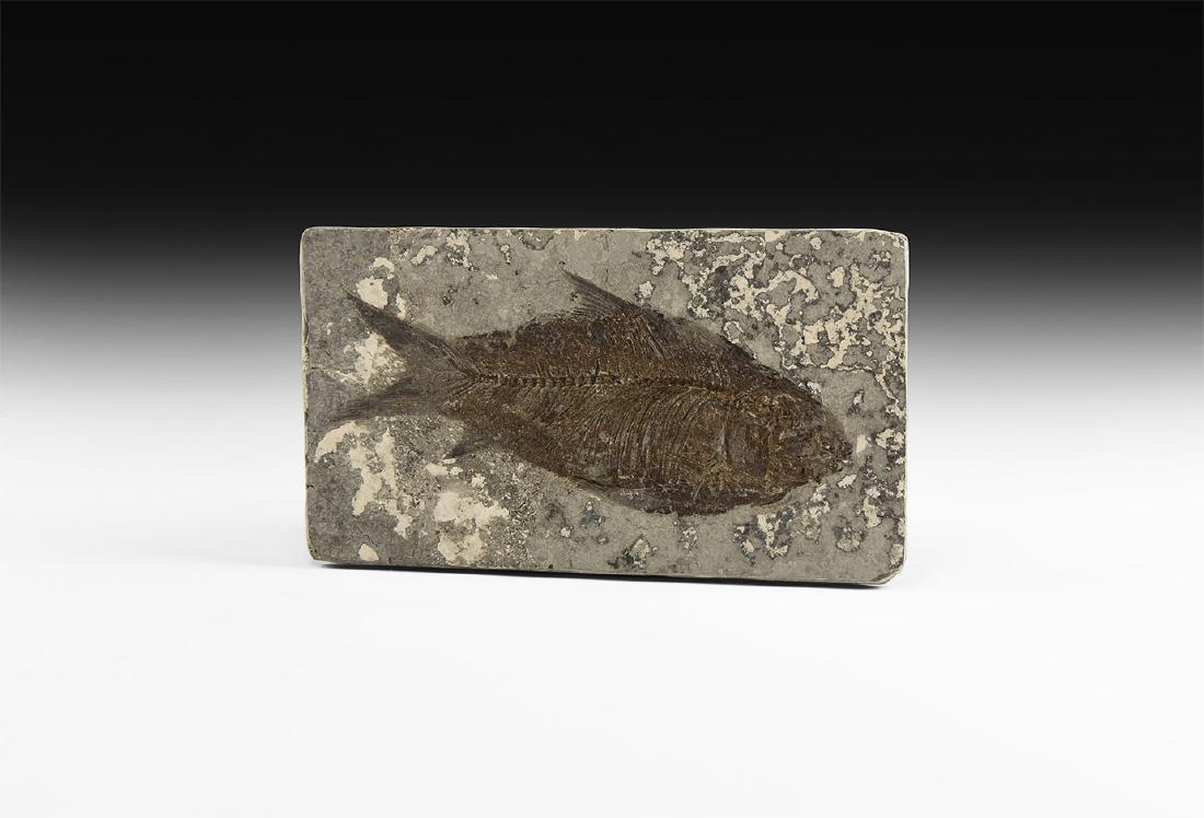 Natural History - Jianghanghichthys Fossil Fish (1 of 1)