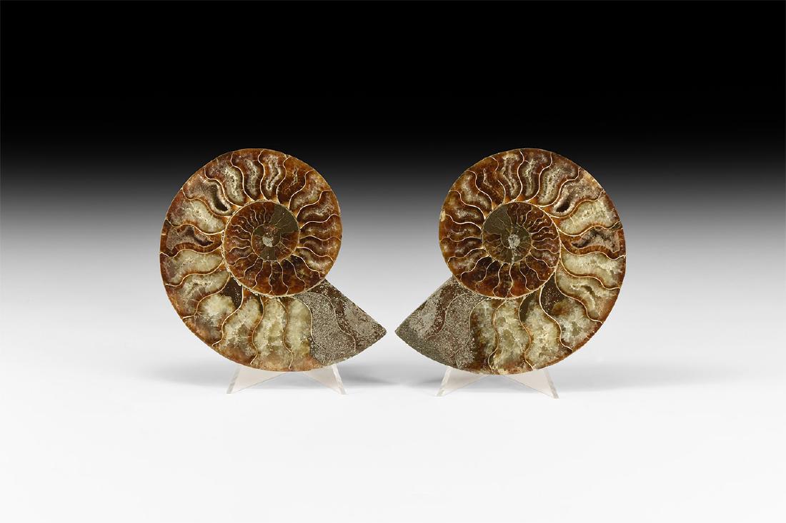 Cut and Polished Fossil Ammonite Pair (1 of 1)