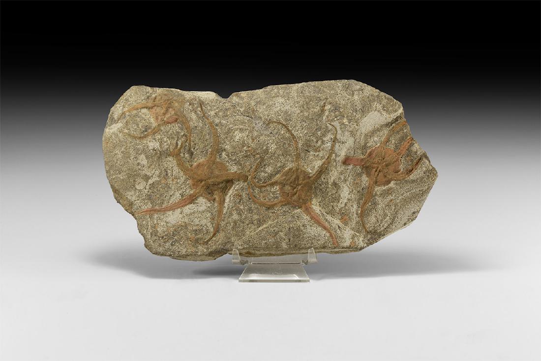 Natural History - Fossil Starfish Mortality Plate (1 of 1)