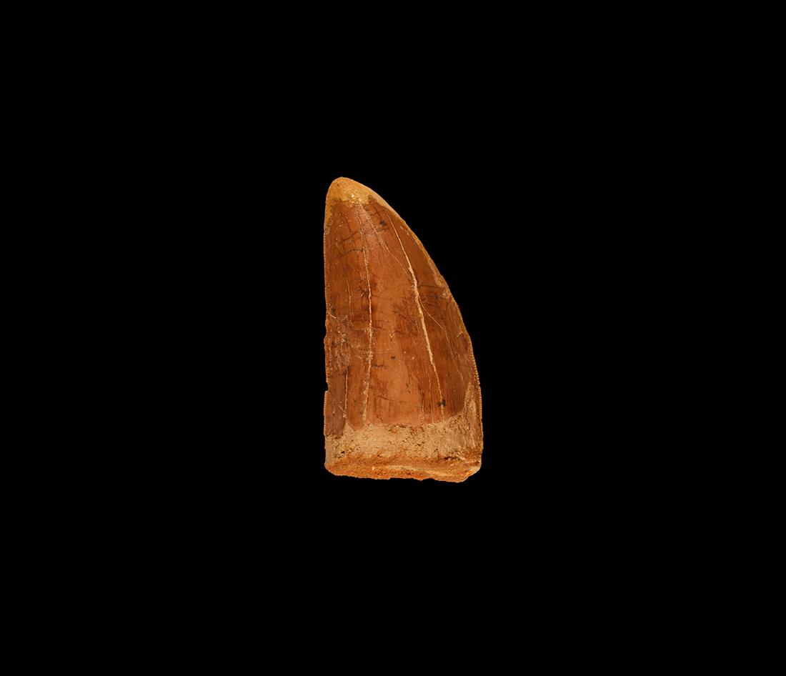 African 'Tyrannosaurus Rex' Fossil Dinosaur Tooth: Cretaceous Period, 99-93 million years BP. An example of Carcharodontosaurus saharicus, the African T-Rex; with clearly visible serration and good enamel. 42 grams, 62.68mm (2 1/2"). Property of a Lin