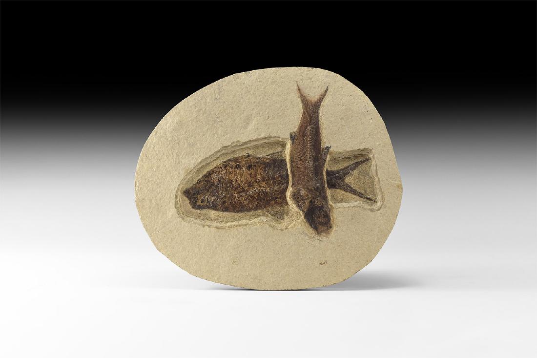 Natural History - Fossil Fish Group (1 of 1)