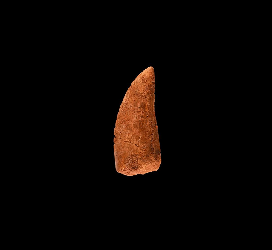 African 'Tyrannosaurus Rex' Fossil Tooth: Cretaceous Period, 99-93 million years BP. An example of Carcharodontosaurus saharicus, the African T-Rex; with clearly visible serration and good enamel. 34 grams, 74mm (3"). Property of a Lincolnshi