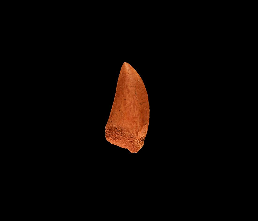 African 'Tyrannosaurus Rex' Fossil Dinosaur Tooth: Cretaceous Period, 99-93 million years BP. An example of Carcharodontosaurus saharicus, the African T-Rex; with clearly visible serration and good enamel. 16.58 grams, 60.24mm (2 1/2"). Property of a 