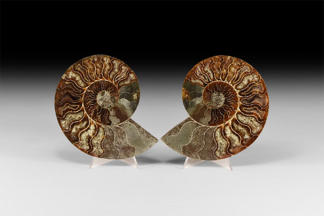 Cut and Polished Fossil Ammonite Pair (1 of 1)