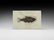 Fossil Diplomystus Fish