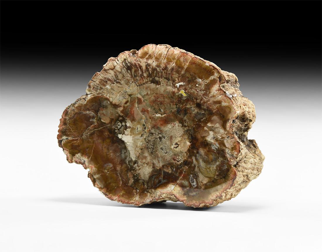 Natural History - Fossilised Wood Section (1 of 1)