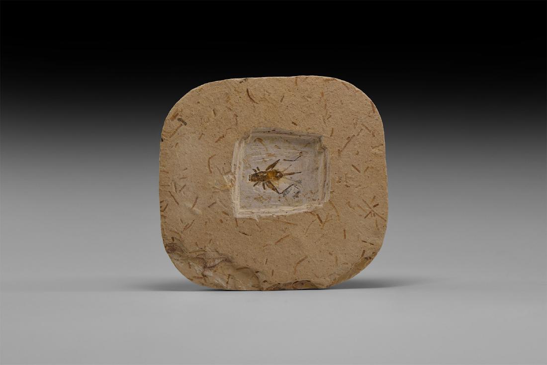 Natural History - Fossil Cricket Insect: Lower Cretaceous Period, 110 million years BP. A fossil cricket, Gryllidae sp. found in the world-famous Crato Formation, near Ceara, Brazil on matrix. 127 grams, 8.5cm (3 1/2"). From an old Lincolnsh