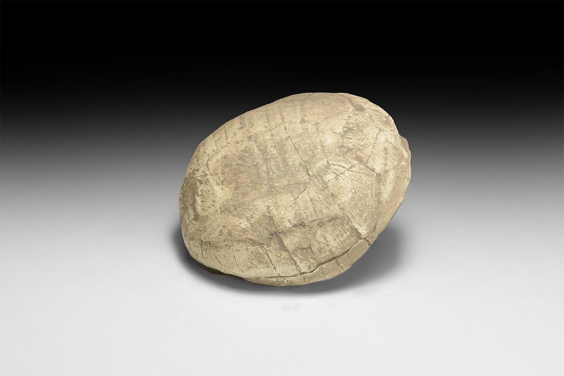 Natural History - Stylemus Tortoise Replica: A museum quality reproduction of a Stylemus nebrascaensis tortoise from the Oligocene period (30-33 million years old) of the White River Formation, Converse County, Wyoming, USA. 540 grams, 12cm (4 3