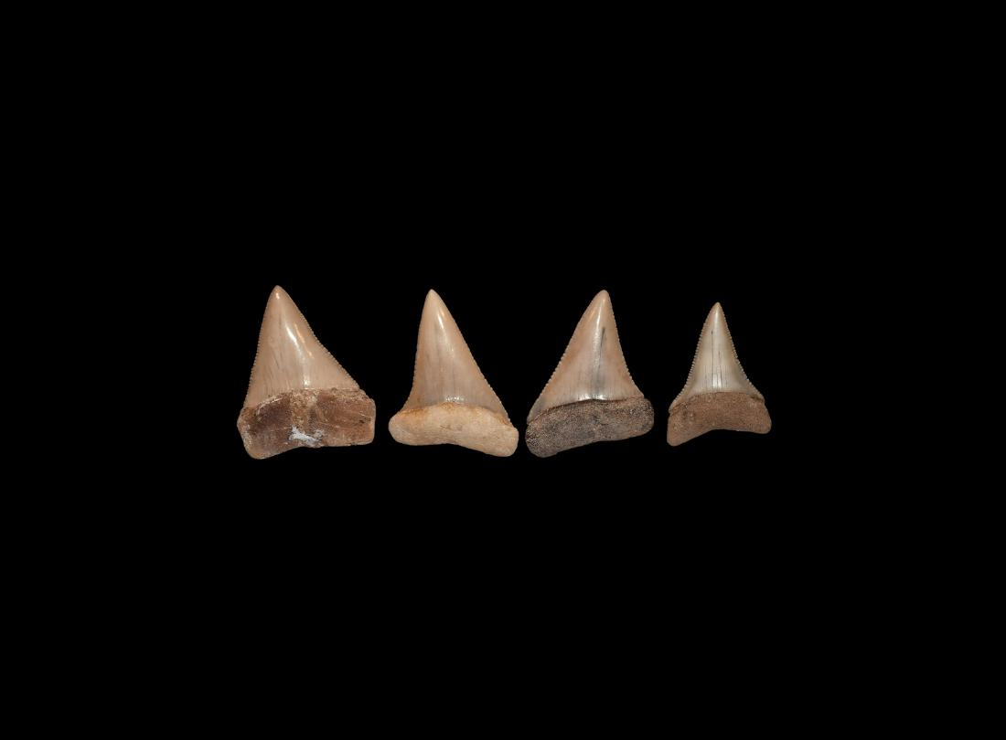 Natural History - Great White Fossil Shark Tooth: Pliocene Epoch, 5-3 million years BP. A group of four Carcharodon sp. and Carcharodon carcharias shark teeth, all with good serrations and enamel, one from Huarra Formation, Antofagasta, Chile and one